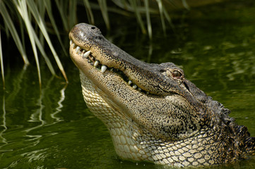 crocodile