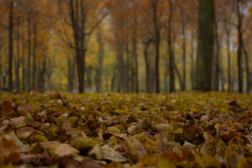 Colorful foliage in the park. Falling leaves natural background