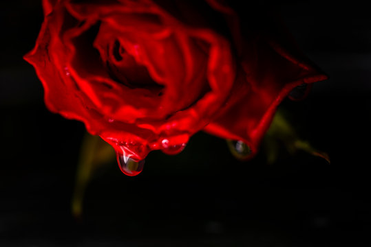 Macro of water drop on red rose