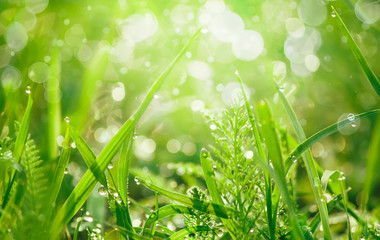 Beauty backgrounds with foliage, green grass and bokeh