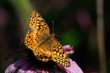 Euptoieta Claudia or variegated fritillary on Echinacea flower. It is a North and South American butterfly in the family Nymphalidae. Echinacea is an herbaceous plant in the daisy family