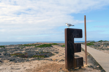 Seagull on a Letter