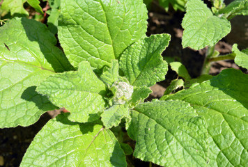 Iceberg lettuce growing outdoor in the garden