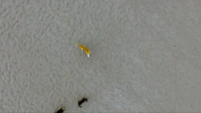 Aerial of Cute Yellow Dog Jumping upwards with other dogs Watching