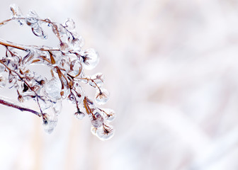 Dry flowers in a winter meadow covered with a layer of ice on a gentle, natural, artistic...