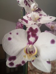 Orquidea blanco con purpura