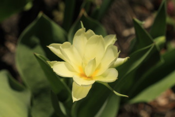 Fototapeta premium flower