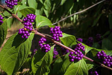 Callicarpa Americana in bright sun. It is a genus of shrubs and small trees in the family Lamiaceae. The seeds and berries are important foods for many species of birds, including Northern Bobwhite.