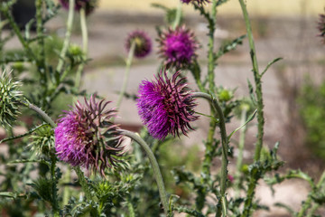 Bunch of spiked purple cardoon (Cynara cardunculus) blossomed flower. The stems of this edible thistle-like plant, usually grown in orchards, are common in mediterranean cuisine for Christmas dinner