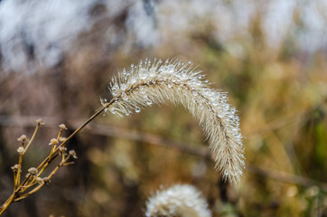 Semi dry meadow plant - Setaria Faberi