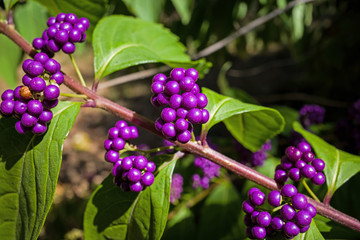 Callicarpa Americana in bright sun. It is a genus of shrubs and small trees in the family Lamiaceae. The seeds and berries are important foods for many species of birds, including Northern Bobwhite.