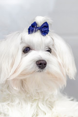 Portrait Maltese lapdog with blue bow on his head. Close-up portrait small white dog with long hair