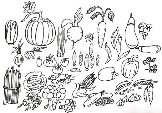  Drawing with pencils and watercolor paints. Set of vegetables. Design of banner, pattern, cover, backgrounds.