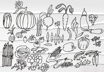  Drawing with pencils and watercolor paints. Set of vegetables. Design of banner, pattern, cover, backgrounds.