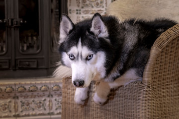 Beautiful portrait husky dog lying on wicker chair by the fireplace in cozy room. Dog with blue eyes for Cozy home concept design