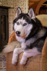 Portrait siberian husky dog lying on wicker chair in cozy room. Husky Dog with blue eyes in domestic interior