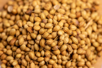close up of dried coriander seeds, small ball white pale or pale brown with a fragrant aroma used as curry paste