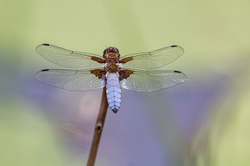 Libelle Blauer Pfeil