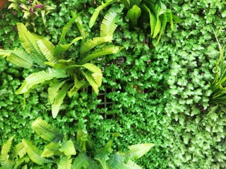  Murals with green plants, Walled City of Cartagena