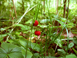 Wild strawberries in a forest. Branch with wild strawberry. Sweet berries.  Gather. 