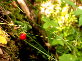 Wild strawberries in a forest. Branch with wild strawberry. Sweet berries.  Gather. 