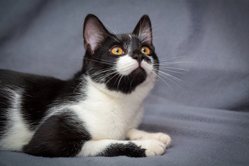 Little black and white kitten on gray background looks up