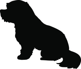 Silhouette of maltese dog sitting - obrazy, fototapety, plakaty