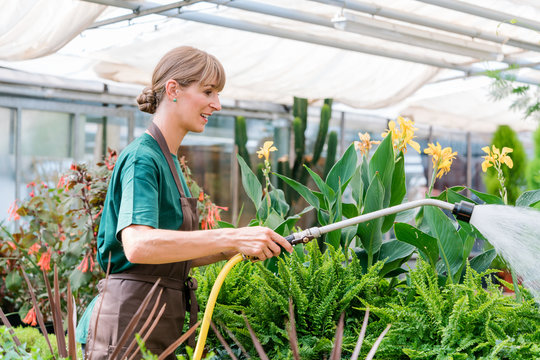 Commercial Gardener Watering The Flowers