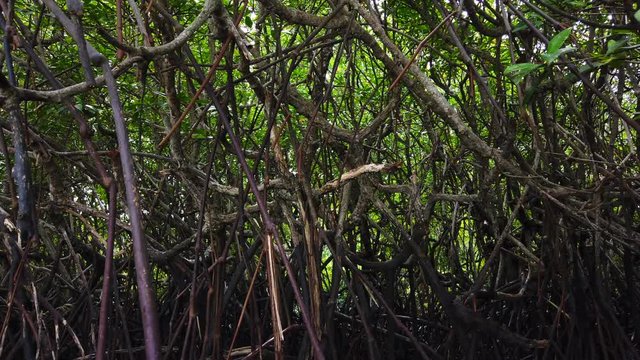 Timelapse footage, tropical virgin mangrove forest near the seashore