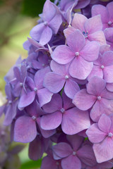 purple hydrangea flower closeup view