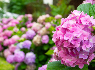 Obraz premium pink hydrangea flower close up view with flower background out of focus