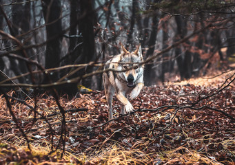 Czechoslovakian wolfdog in beautiful autumn nature. wolfhound.