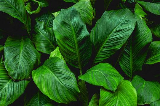 leaves of Spathiphyllum cannifolium, abstract green texture, nature background, tropical leaf