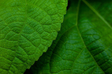 closeup nature view of green leaf in garden, dark wallpaper concept, nature background, tropical leaf