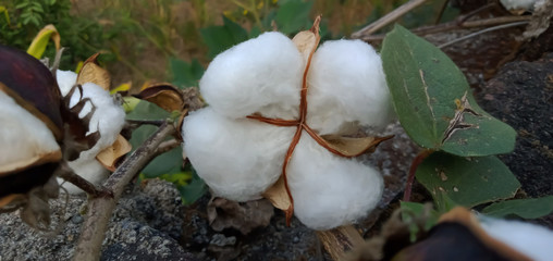 Cotton in the farm 