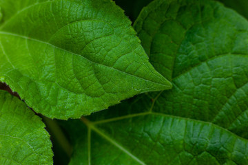 closeup nature view of green leaf in garden, dark wallpaper concept, nature background, tropical leaf