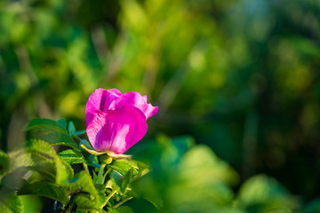 Beautiful wild flowers along the seashore coastline on a warm sunset evening during the golden hour. 