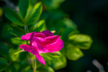 Beautiful wild flowers along the seashore coastline on a warm sunset evening during the golden hour. 