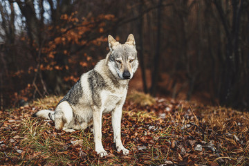 Czechoslovakian wolfdog in beautiful autumn nature. wolfhound.