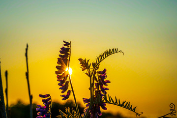 Naklejka na ściany i meble Beautiful wild flowers along the seashore coastline on a warm sunset evening during the golden hour. 
