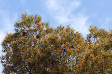 branches of a blossoming pine