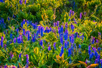 Beautiful wild flowers along the seashore coastline on a warm sunset evening during the golden...