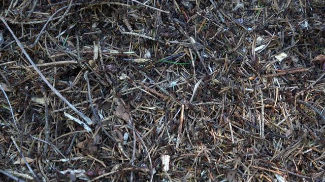 Ants in an anthill dragging branches