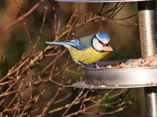 Blaumeise mit Erdnuss