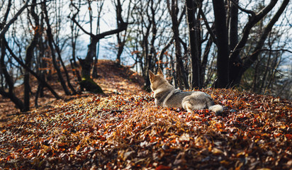 Czechoslovakian wolfdog in beautiful autumn nature. wolfhound.