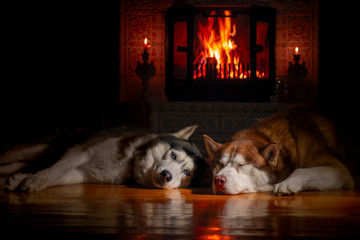 Two beautiful Siberian husky dogs are dozing by burning fireplace in dark room