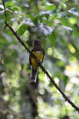 yellow brown bird on a branch in Ecuador