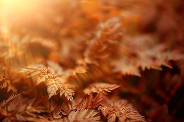 yellow grass leaves top view wild field Indian summer / landscape autumn view on nature