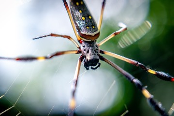 spider