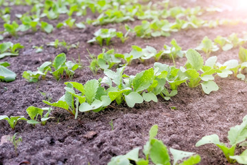 Baby radish growing on farm in open ground, farming and gardening concept. Agrobusiness and farming concept. Agricultural business, agriculture industry. Production of organic products.